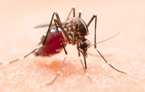 mosquito on skin